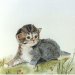 gattino