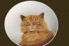 gatto-piatto
